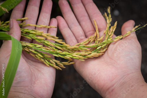 farmer hand holding wheat,rice