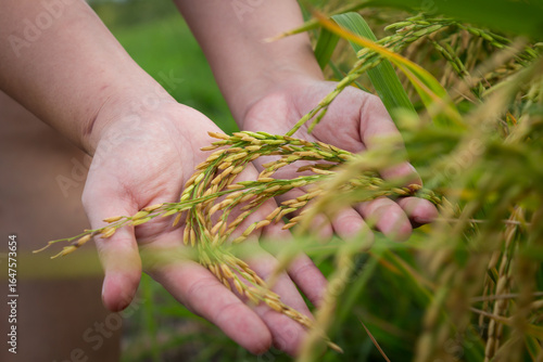 hand holding wheat
