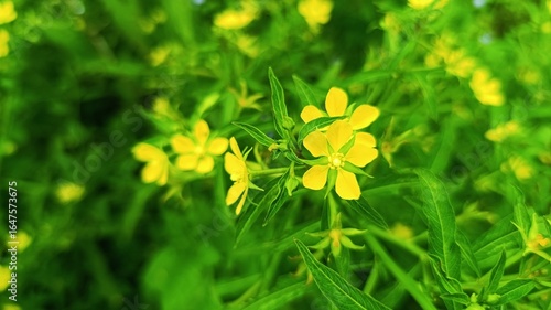 Vibrant yellow Ludwigia octovalvis with lush green background, symbolizing natural beauty.