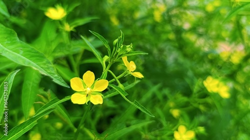  Vibrant yellow Ludwigia octovalvis with lush green background, symbolizing natural beauty.