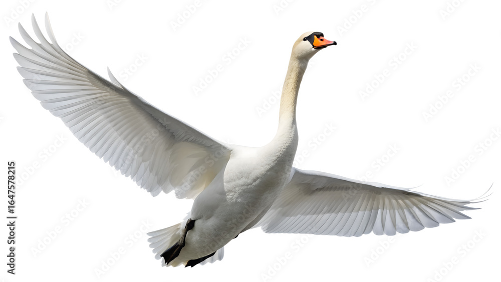 Obraz premium Swan Flying with Open Wings on Transparent Background
