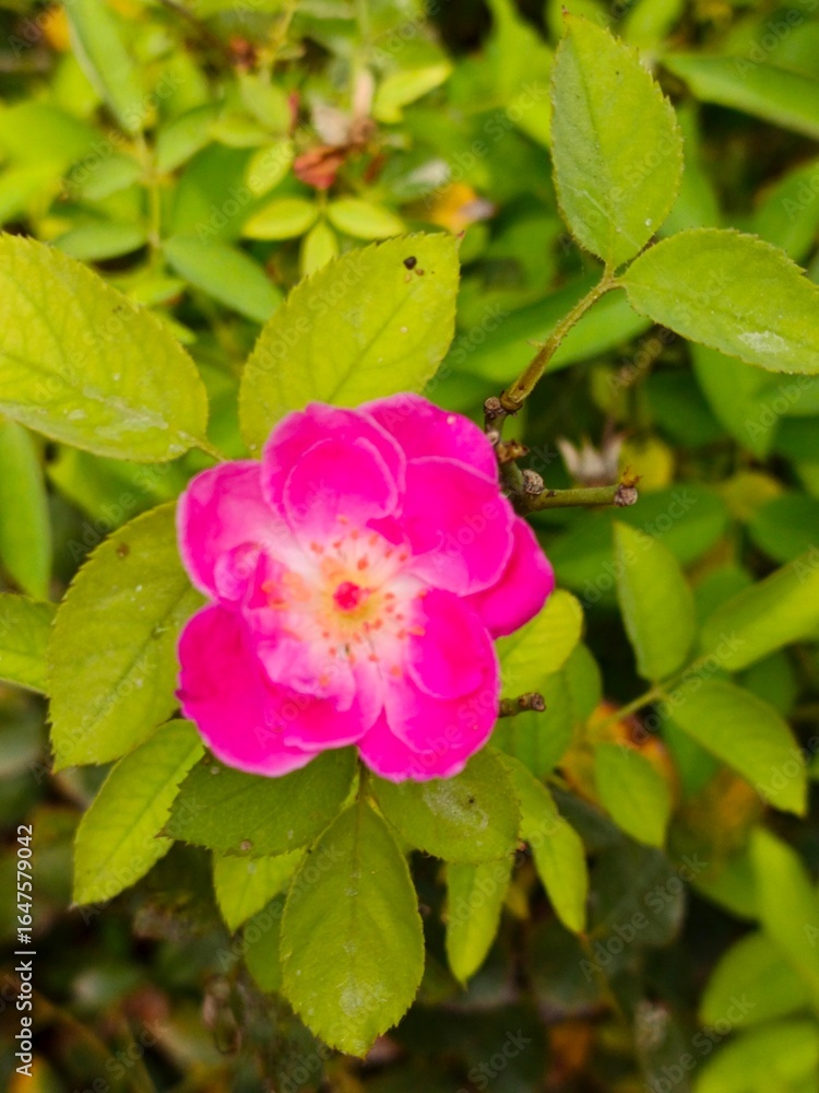 A vibrant pink flower blooms amidst lush green foliage in a natural outdoor setting on a sunny day A vibrant pink flower blooms amidst lush green foliage in a natural outdoor setting on a sunny day