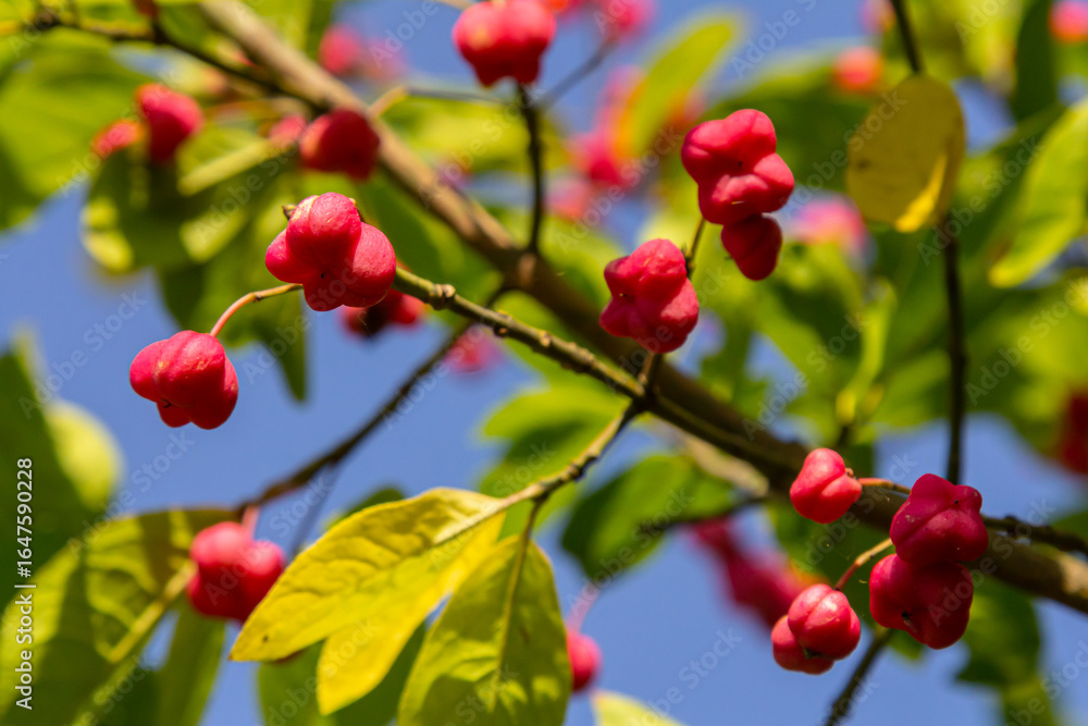 Obraz premium European Spindle Euonymus europaea in park. Red Cascade An autumnal close up image of the deciduous shrub euonymus europaeus