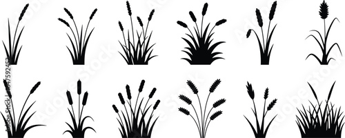 Collection of black silhouettes of cattails and grass reed bulrush