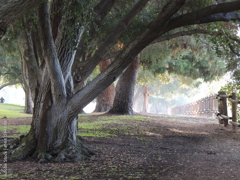 Fototapeta premium a beautiful shot of the park in the morning