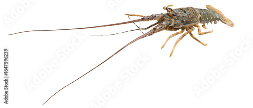 Raw wild fresh spiny lobster. Spiny Lobster (Palinurus Elephas). Fresh spiny lobster isolated. Fresh Spiny Lobsters Asia Seafood in transparency background.