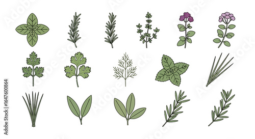 A colorful collection of illustrated culinary herbs, including basil, rosemary, thyme, and mint, in a simple line art style.