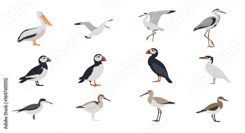 A colorful set of twelve illustrated seabirds and shorebirds in various poses.