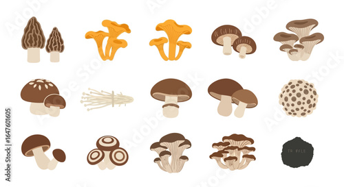 A diverse collection of illustrated edible mushrooms in a flat, stylized design, featuring morel, chanterelle, shiitake, and truffle.