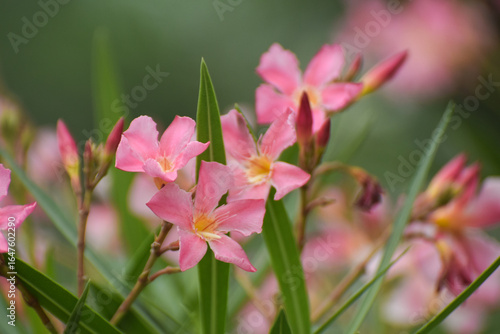 nerium oleander flower  in garden, pink geranium on the garden, pink Waterkanon, Watrakanu, Minnieroot, Iron root, close up