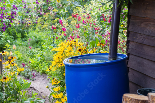A blue barrel full of water flowing into it from the gutter of a wooden house in a garden full of flowers.