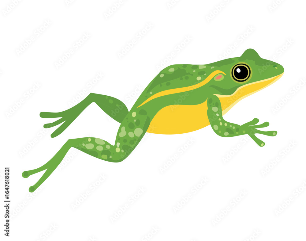 Fototapeta premium frog on a white background