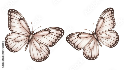 Two elegant butterflies with detailed wings against a black background