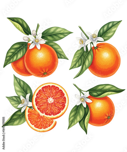 Vibrant Oranges and Grapefruit with Blossoms