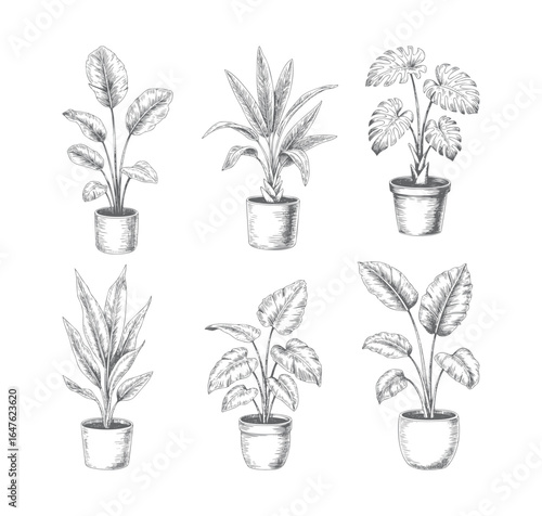 Tropical house plants flowerpots vector illustration. Vintage indoor plant varieties illustration.

