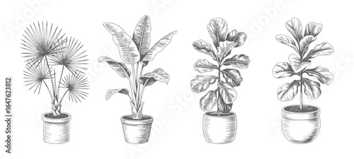 Tropical house plants flowerpots vector illustration. Vintage indoor plant varieties illustration.
