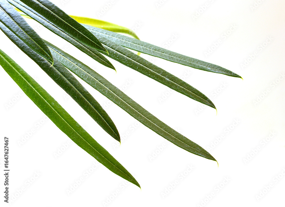 Fototapeta premium plant leaves isolated on white background