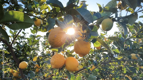 ripe lemons fruits growing in the the branches of an orange tree
