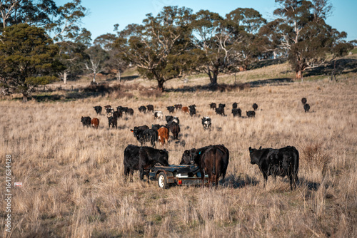 Wallpaper Mural mineral cows with mineral blocks for cattle, cow lick block on a farm in australia Torontodigital.ca
