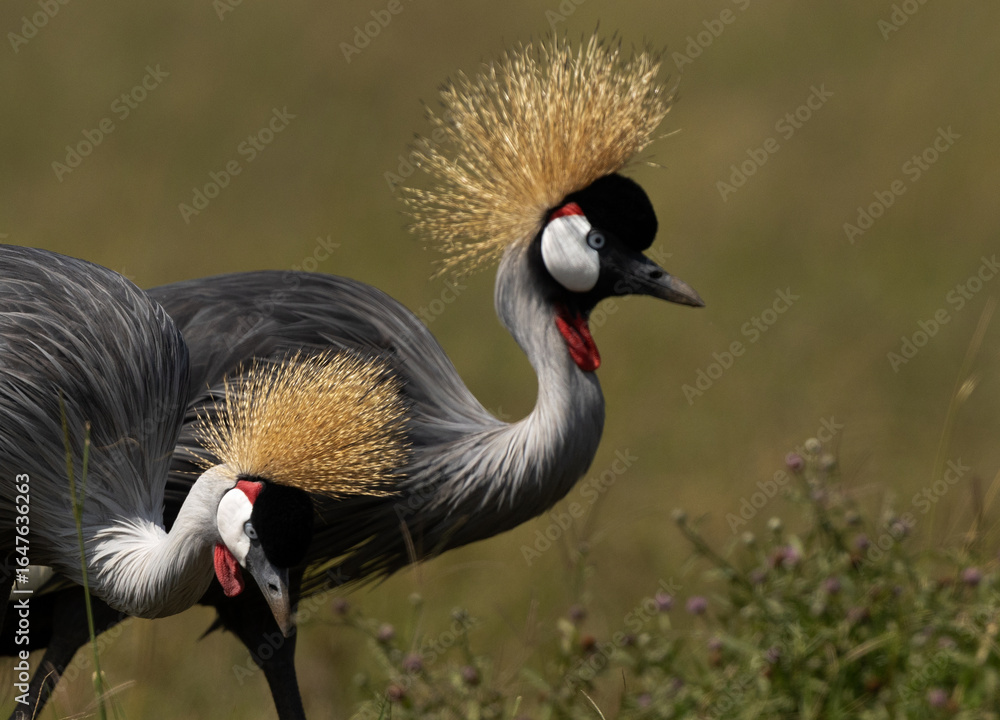 Fototapeta premium A pair of Grey crowned crane at Masai Mara, Kenya