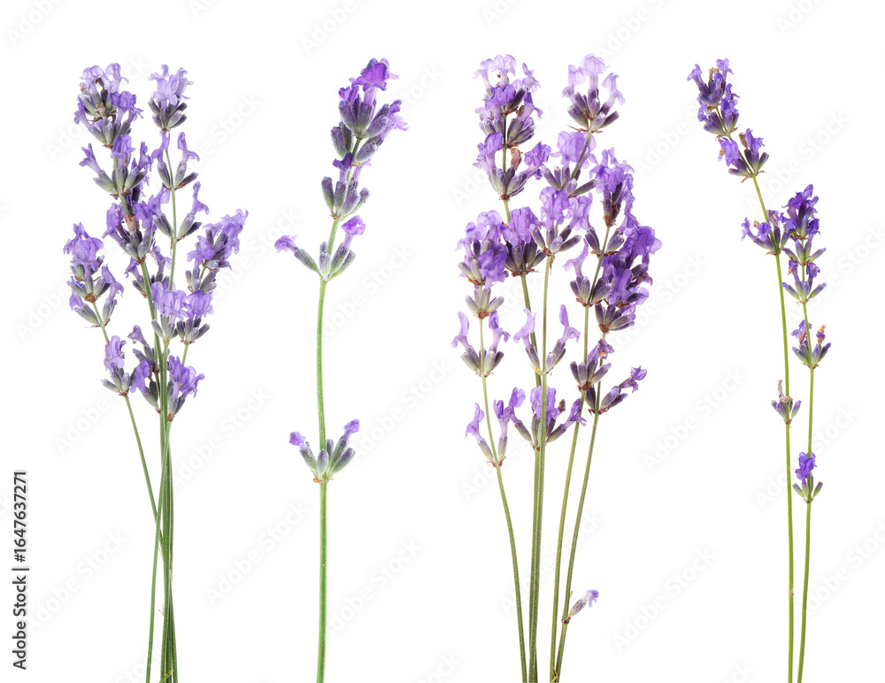 Naklejka premium Fragrant lavender flowers isolated on white, set