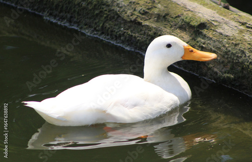 American white pekin duck swimming