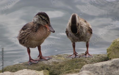 Young ducks on a rock
