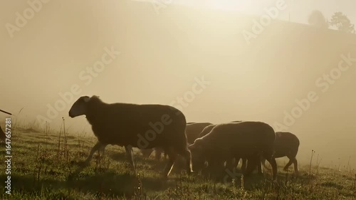 Wallpaper Mural Farmer Herding Cattle Across Foggy Field at Sunrise with Walking Movements Torontodigital.ca