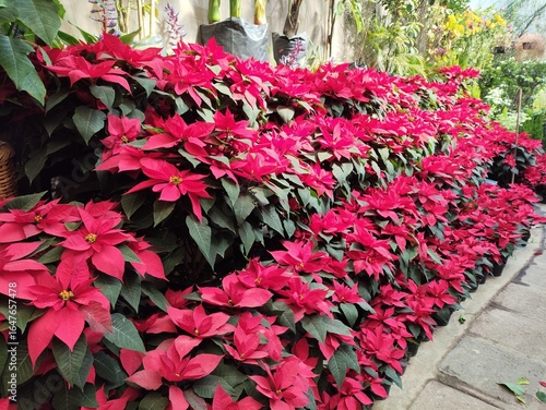 A Vibrant Display of Red and White Poinsettia Plants at a Holiday Plant Market