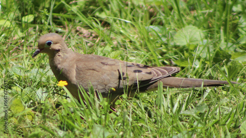 Mourning dove in the grass