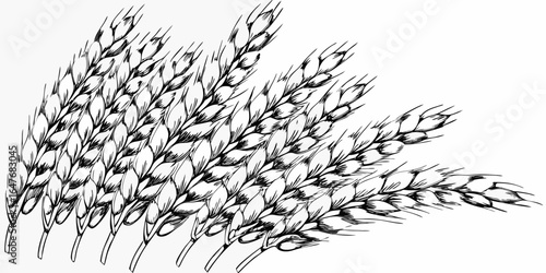 Vector illustration of several stalks of wheat arranged diagonally across the white background in black ink