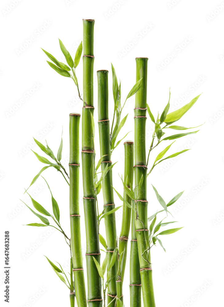 Fototapeta premium Growing bamboo plants in natural light garden isolated on transparent background