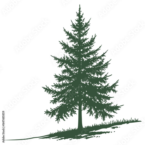 A fraser fir evergreen tree isolated on a clean background. This classic and realistic illustration is perfect for traditional holiday designs, nature themes, and forestry projects.