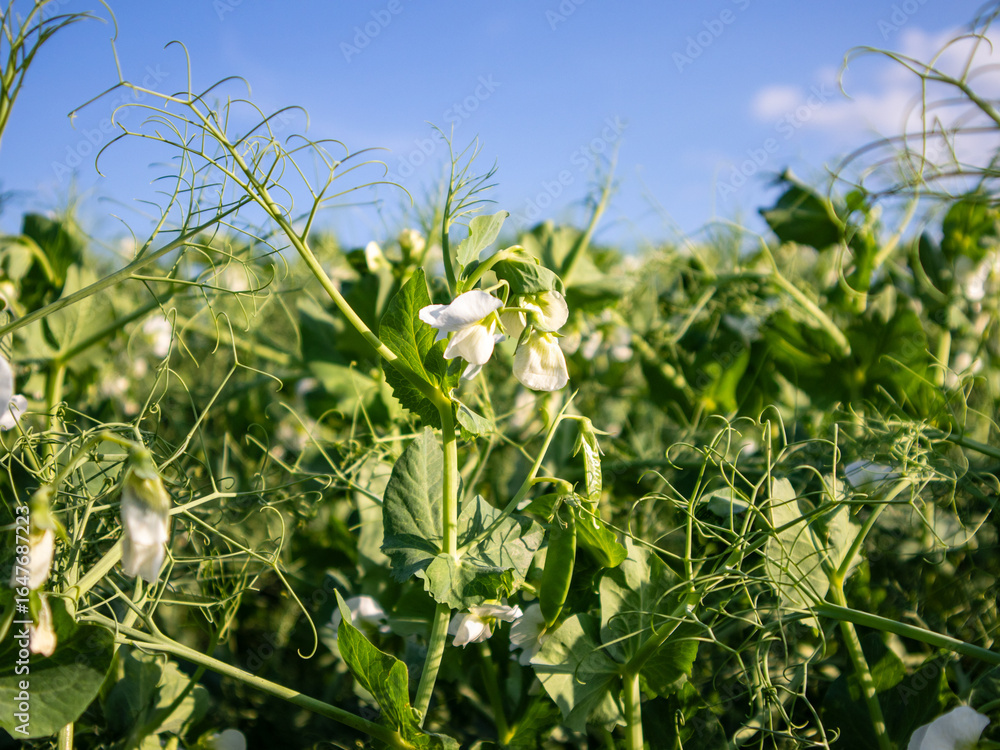 Fototapeta premium Green Pea Plants Blooming in a Sunny Field During Springtime in a Rural Area