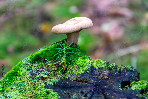Dzika natura – grzyb w sercu lasu