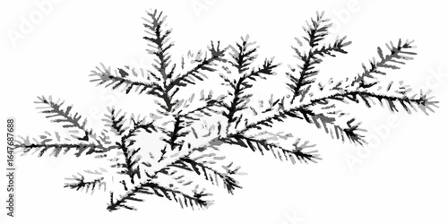 Vector a monochrome illustration of a coniferous branch with needles extending outwards in a detailed style