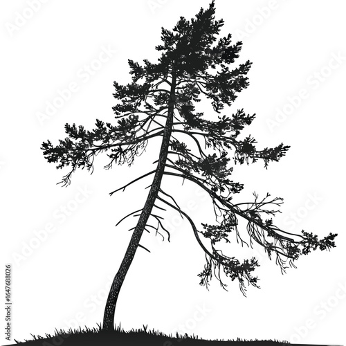 A heat-warped evergreen tree that is wilting. This unique and melancholic image is perfect for designs that explore environmental themes or the effects of climate change.