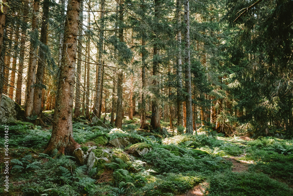 Fototapeta premium Green mountain forest scene. Tall pine tree trunks, lush green vegetation, summer evening light, backlit trees, no people.