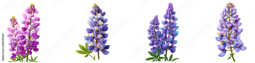 Fototapeta premium Set of lupine flower isolated on transparent background.