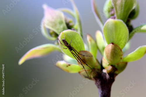 Close up of common stretch-spider on the leaf buds