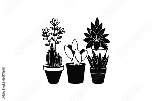 Three black and white potted plants with different leaves and stems