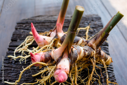 Galangal,herb,spices