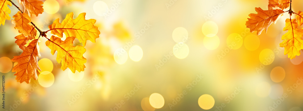 Oak tree branch with yellow leaves on sunny autumnal background with bokeh, copy space, banner. Oak tree branch with yellow leaves on sunny autumnal background with bokeh, copy space, banner.
