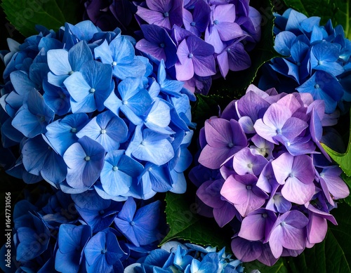 Close-up of vibrant hydrangea blossoms (1)