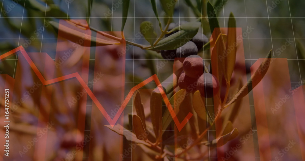 Naklejka premium Showing ripe olive branch reflecting market changes in orchard, with translucent financial chart