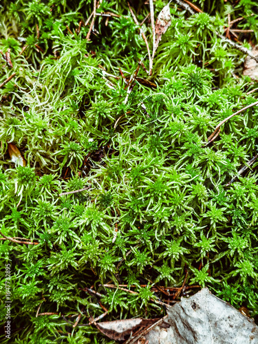 Vibrant green moss texture perfect for nature backgrounds or eco-friendly designs Use it for websites or print projects. High quality photo