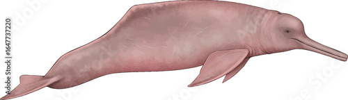 Amazon river dolphin (Inia geoffrensis) vector illustration with transparent background, showing the pink freshwater cetacean of the Amazon and Orinoco basins, for education, conservation and design.