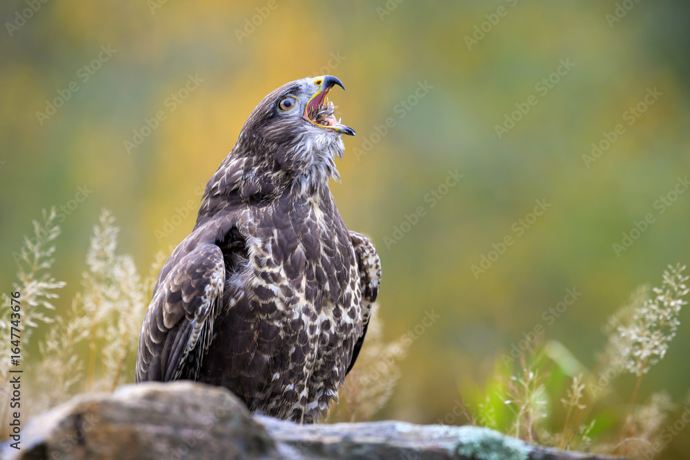 Fototapeta premium A golden eagle caught while hunting wild game.