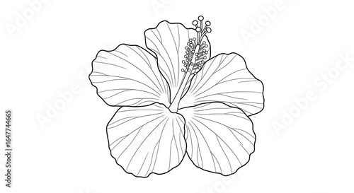 Black and White Hibiscus Flower Illustration Botanical Drawing
