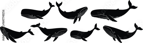 Vector illustration of majestic whale silhouettes, ocean animals, marine life, giant sea creatures, humpback whales, black silhouette whales, aquatic mammals, isolated underwater animals